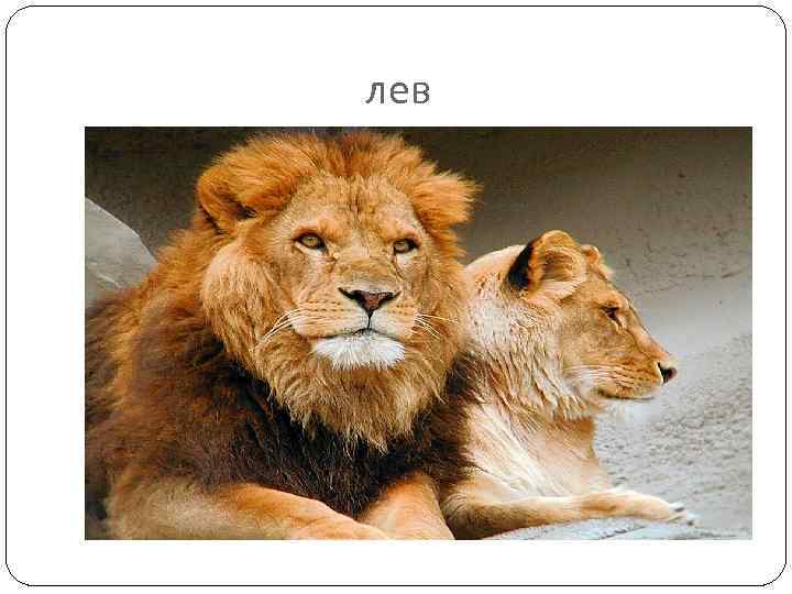 лев 