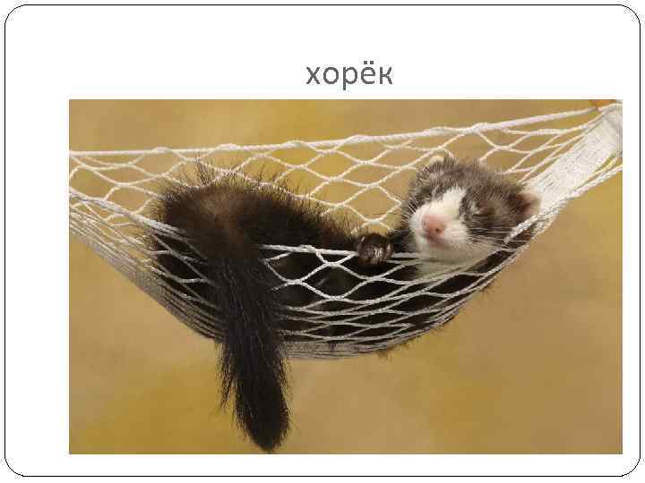 хорёк 