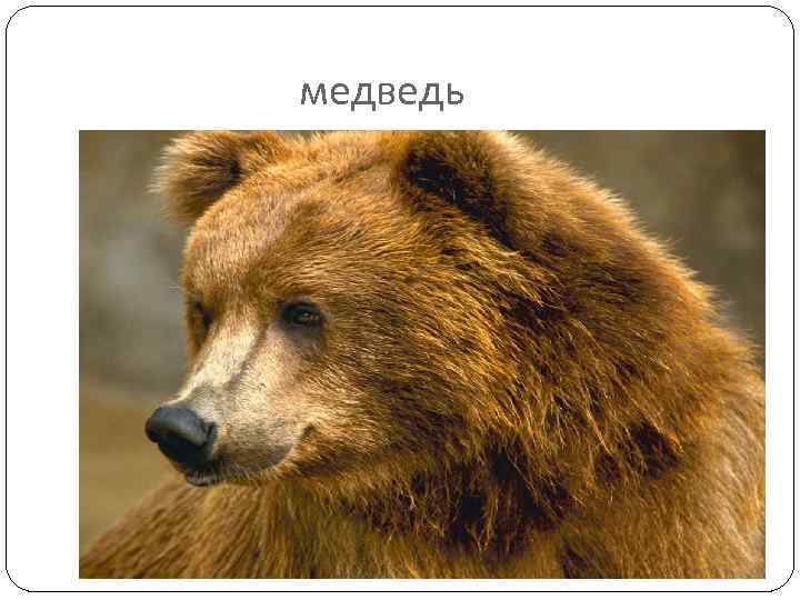медведь 