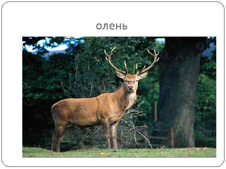 олень 
