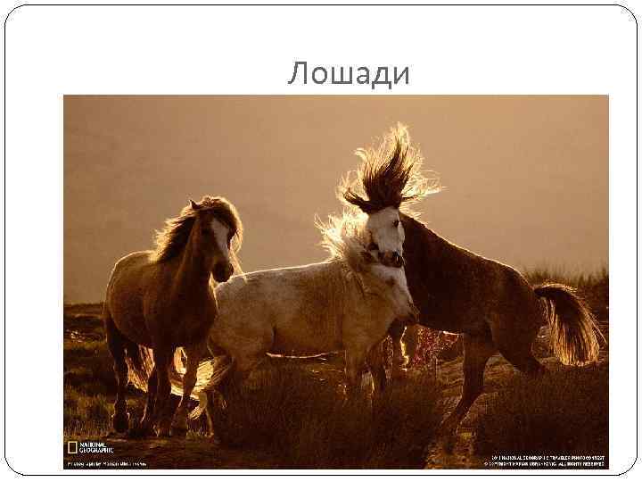 Лошади 