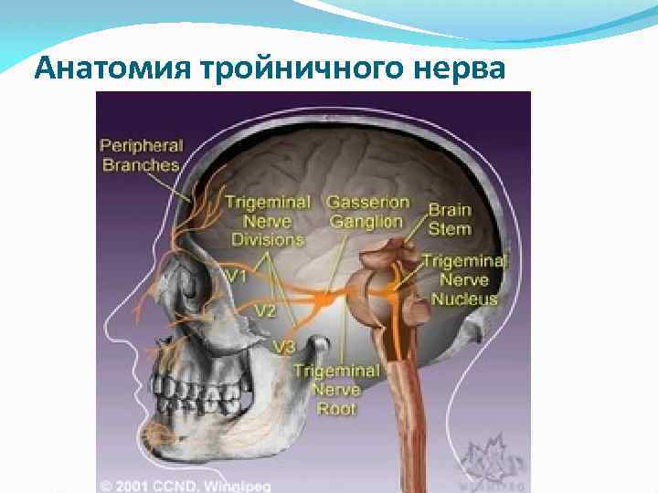 Анатомия тройничного нерва 