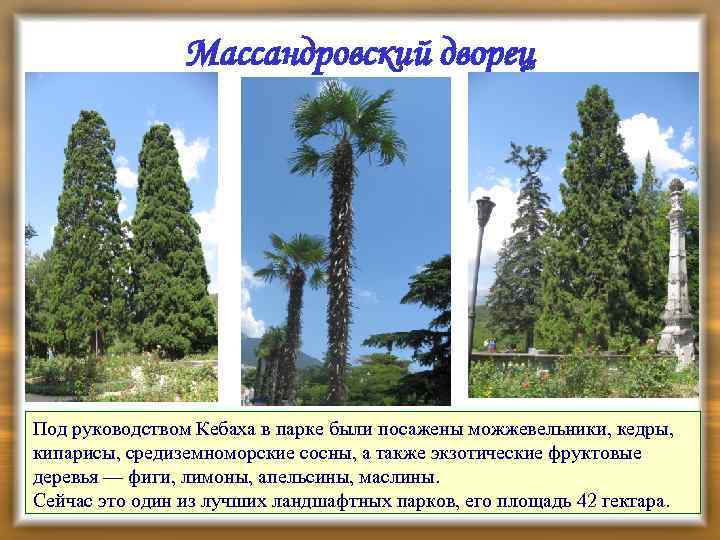 Массандровский дворец Под руководством Кебаха в парке были посажены можжевельники, кедры, кипарисы, средиземноморские сосны,