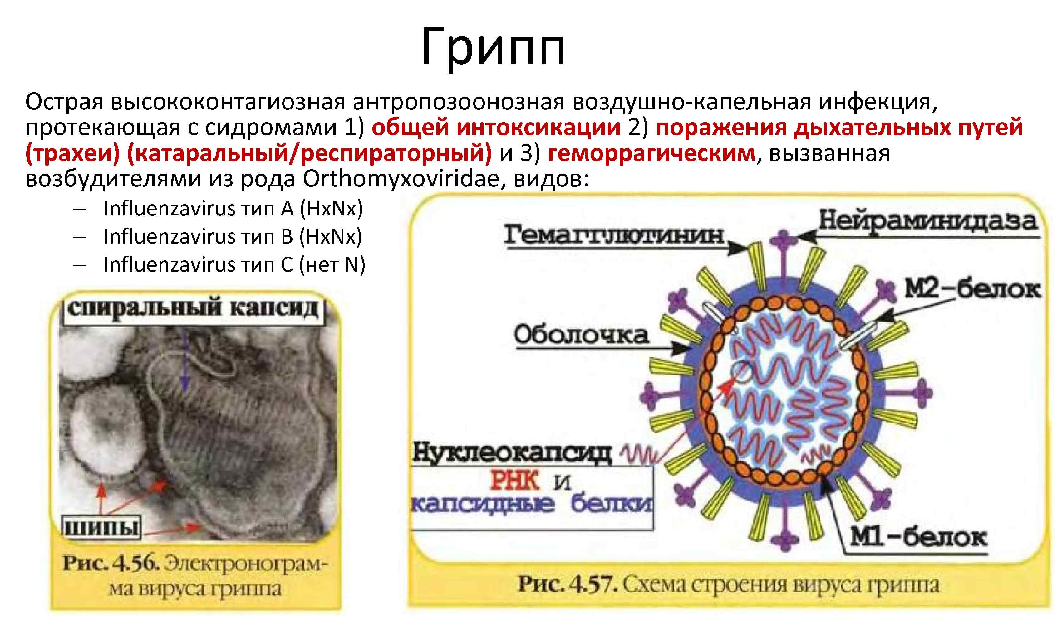 Возбудитель гриппа орви. Вирус гриппа возбудитель. Строение вируса гриппа. Схематическая структура вируса гриппа. Геном вируса гриппа.