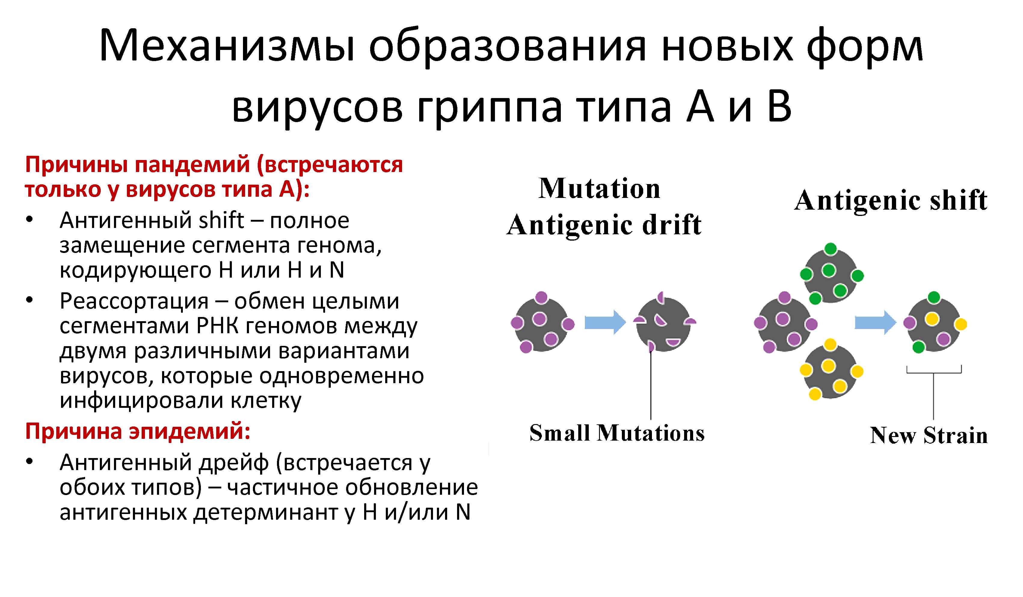 Механизмы образования новых форм вирусов гриппа типа A и B Причины пандемий (встречаются только