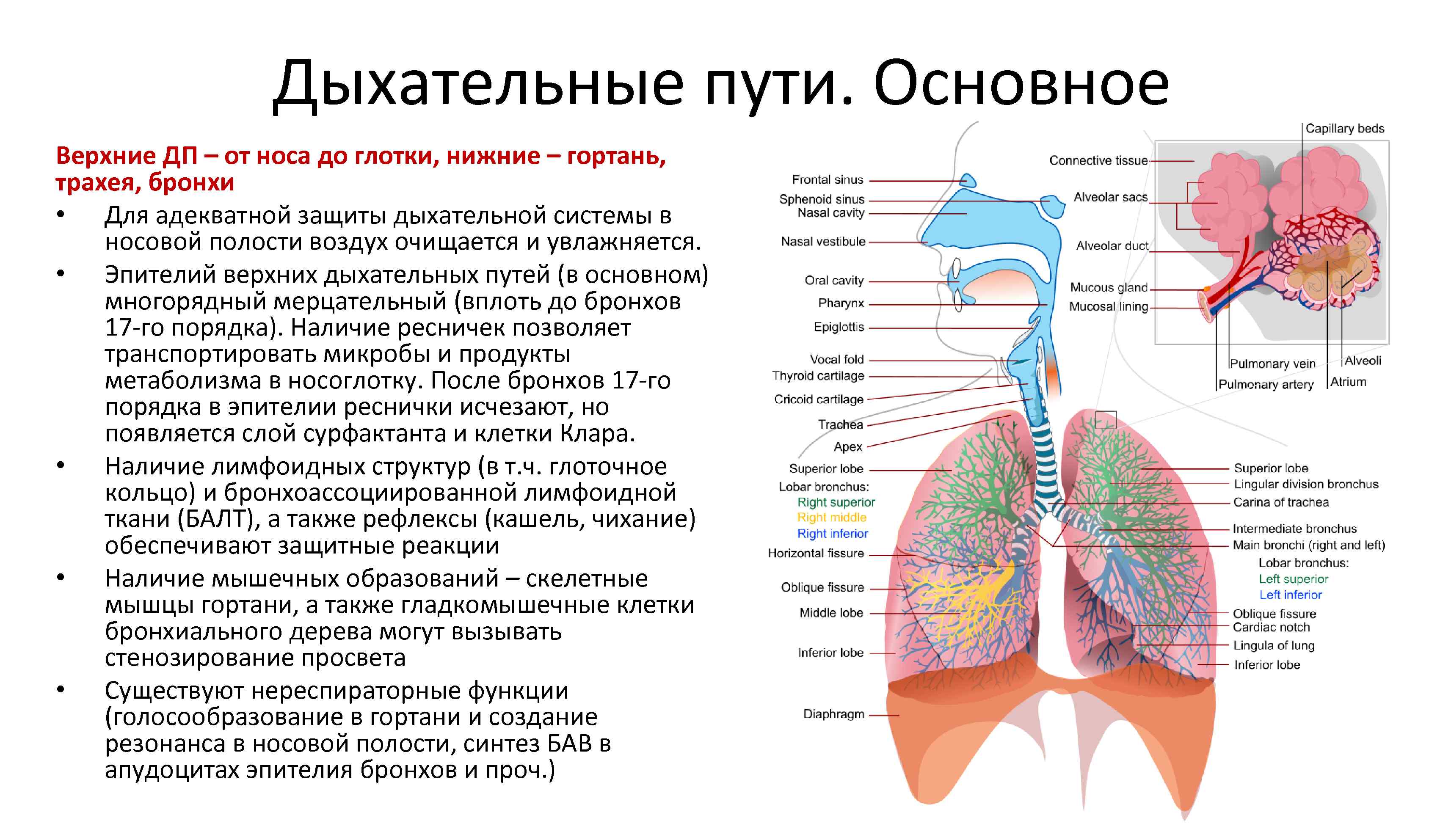 Воздух из гортани попадает в. Дыхательная система человека трахея и бронхи. Дыхательная система бронхи анатомия человека. Дыхательная система воздухоносные пути и дыхательная часть. Воздухоносные дыхательные пути.