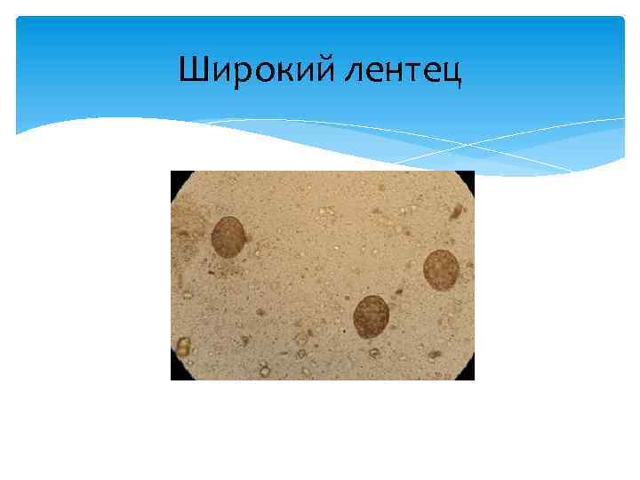 Широкий лентец 