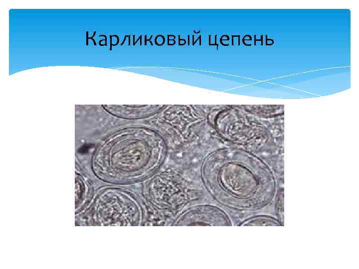 Карликовый цепень 