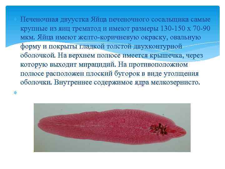  Печеночная двуустка Яйца печеночного сосальщика самые крупные из яиц трематод и имеют размеры
