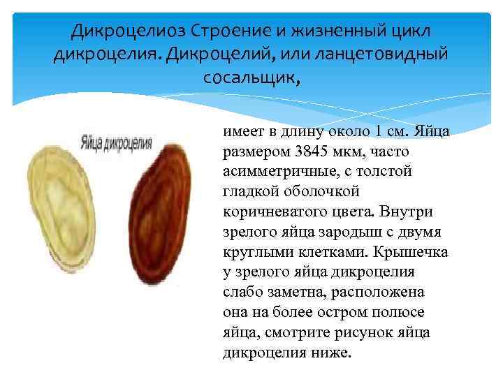 Дикроцелиоз Строение и жизненный цикл дикроцелия. Дикроцелий, или ланцетовидный сосальщик, имеет в длину около