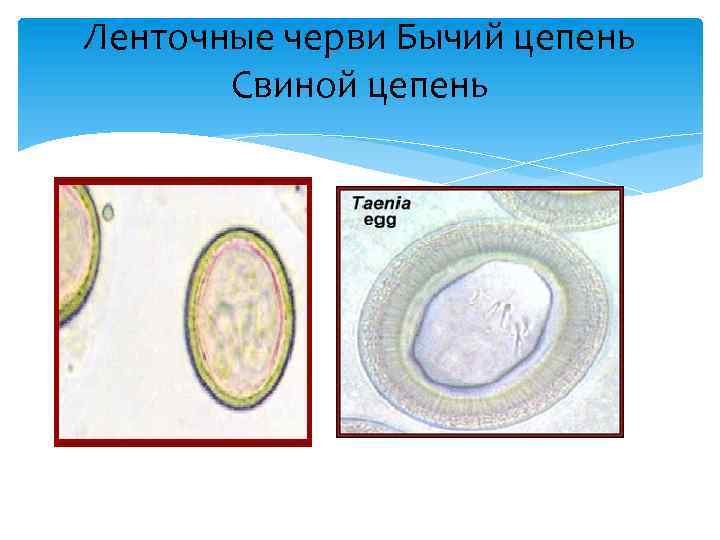 Ленточные черви Бычий цепень Свиной цепень 