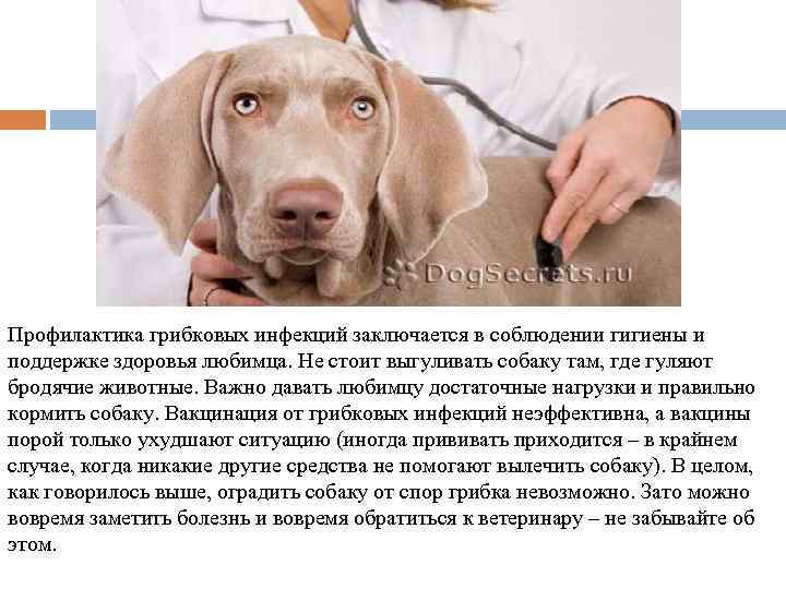 Профилактика грибковых инфекций заключается в соблюдении гигиены и поддержке здоровья любимца. Не стоит выгуливать
