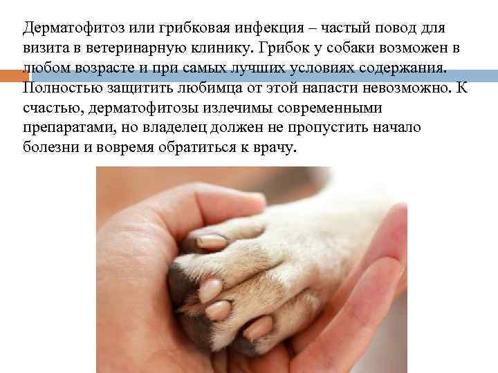 Дерматофитоз или грибковая инфекция – частый повод для визита в ветеринарную клинику. Грибок у