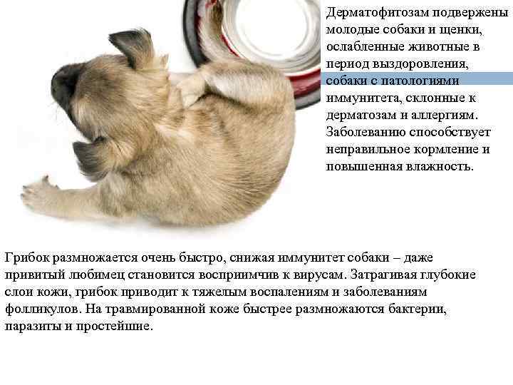 Дерматофитозам подвержены молодые собаки и щенки, ослабленные животные в период выздоровления, собаки с патологиями
