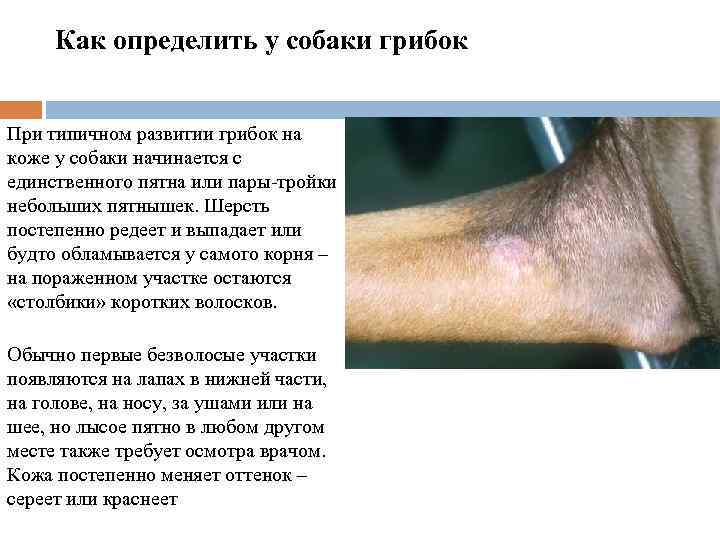 Как определить у собаки грибок При типичном развитии грибок на коже у собаки начинается