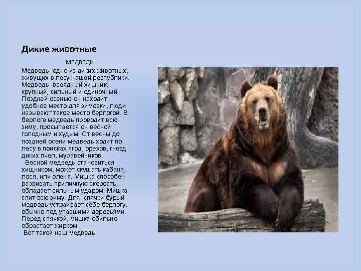 Дикие животные МЕДВЕДЬ Медведь -одно из диких животных, живущих в лесу нашей республики. Медведь