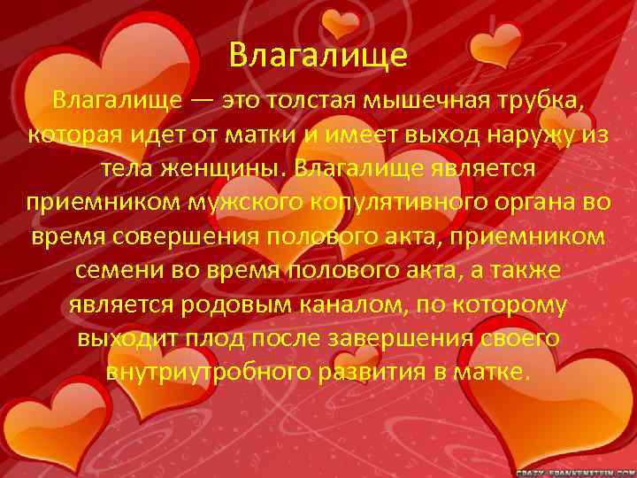 Влагалище — это толстая мышечная трубка, которая идет от матки и имеет выход наружу