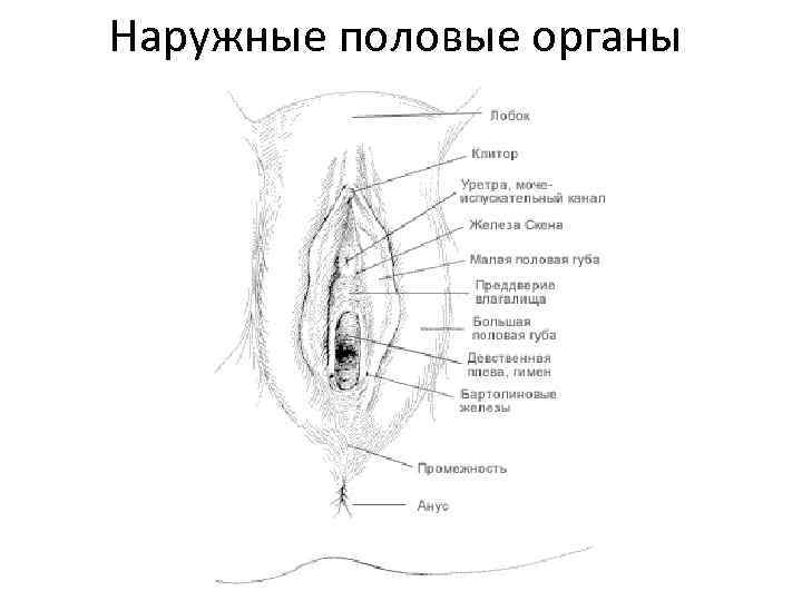 Наружные половые органы 