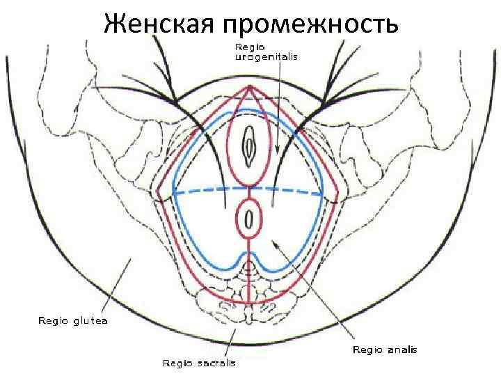 Женская промежность 