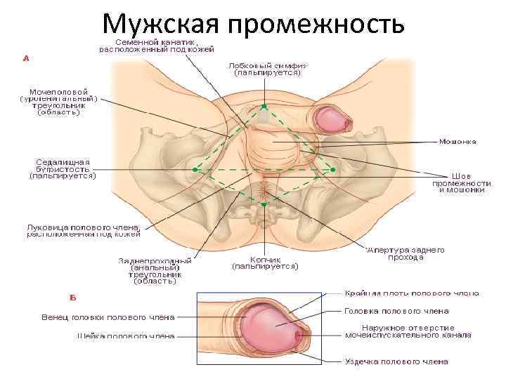 Мужская промежность 