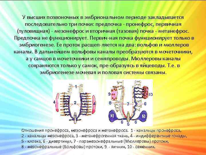 Определите общее количество мезонефросов у модельных животных. Предпочка позвоночных. Предпочка первичная и вторичная почка. Первичная почка функционирует у:. Выделительная система \высших позвоночных.