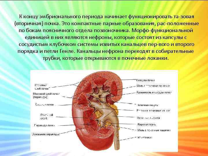 Филогенез выделительной системы презентация