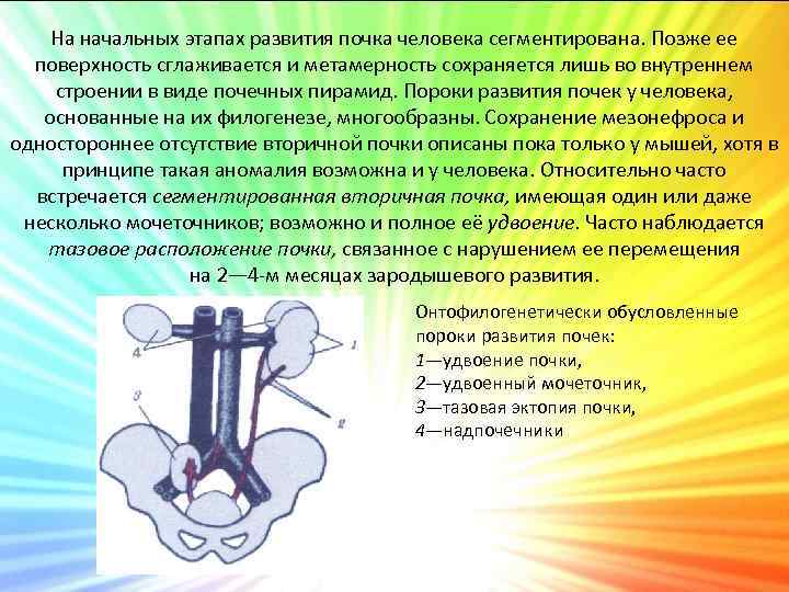 На начальных этапах развития почка человека сегментирована. Позже ее поверхность сглаживается и метамерность сохраняется