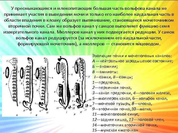 У пресмыкающихся и млекопитающих большая часть вольфова канала не принимает участия в выведении мочи