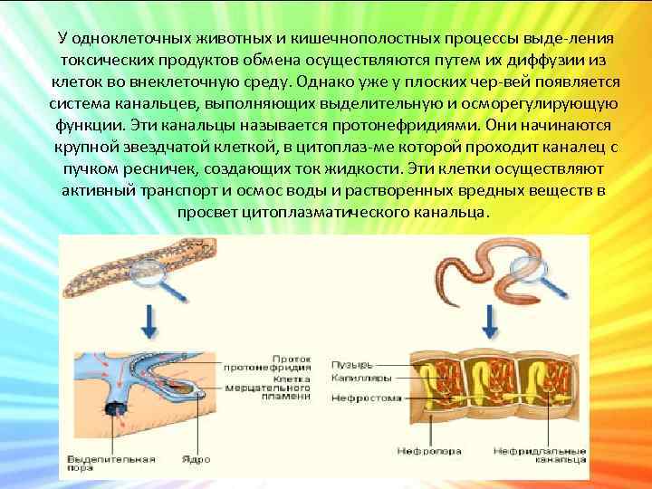 Филогенез выделительной системы презентация