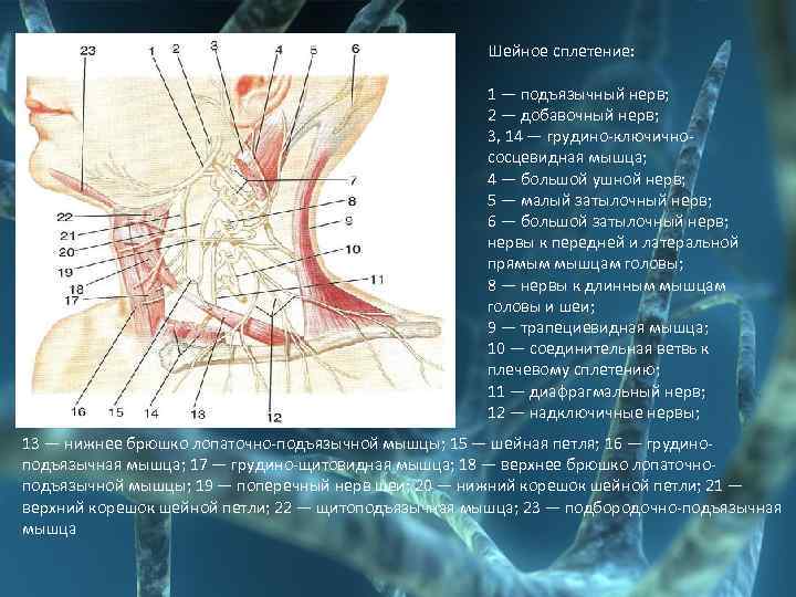 Шейное сплетение: 1 — подъязычный нерв; 2 — добавочный нерв; 3, 14 — грудино-ключично-