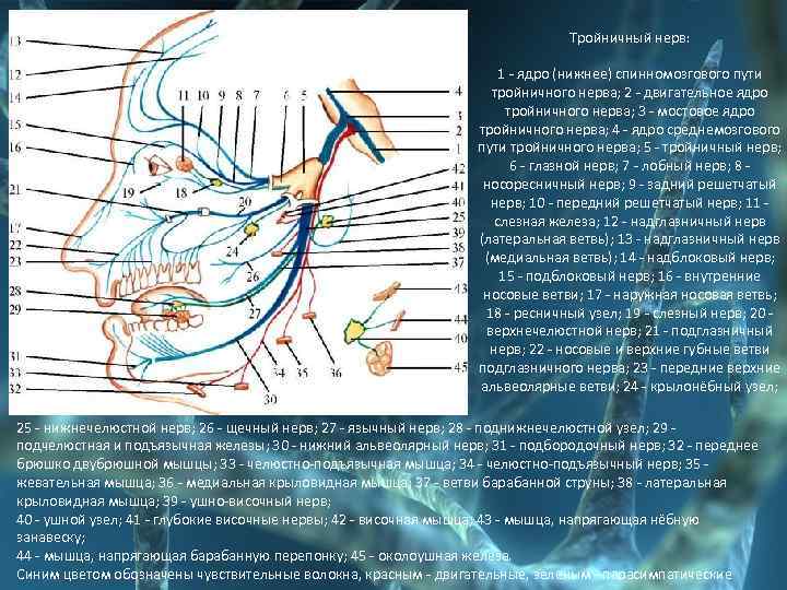 Тройничный нерв: 1 - ядро (нижнее) спинномозгового пути тройничного нерва; 2 - двигательное ядро
