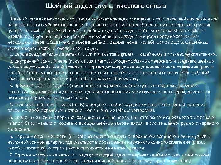  Шейный отдел симпатического ствола залегает впереди поперечных отростков шейных позвонков на поверхности глубоких