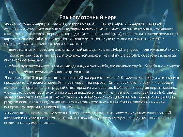  Языкоглоточный нерв (лат. nervus glossopharyngeus) — IX пара черепных нервов. Является смешанным, содержит