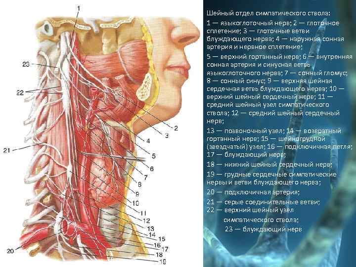 Шейный отдел симпатического ствола: 1 — языкоглоточный нерв; 2 — глоточное сплетение; 3 —