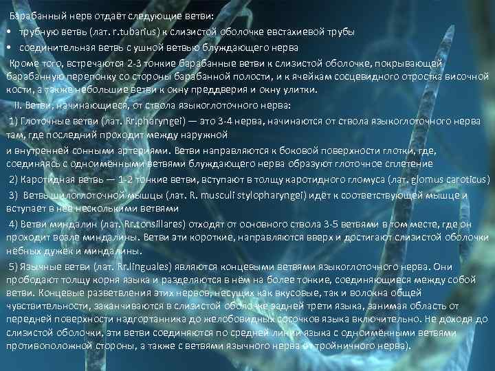  Барабанный нерв отдаёт следующие ветви: • трубную ветвь (лат. r. tubarius) к слизистой