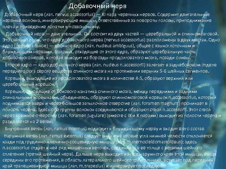  Добавочный нерв Доба вочный нерв (лат. nervus accessorius) — XI пара черепных нервов.