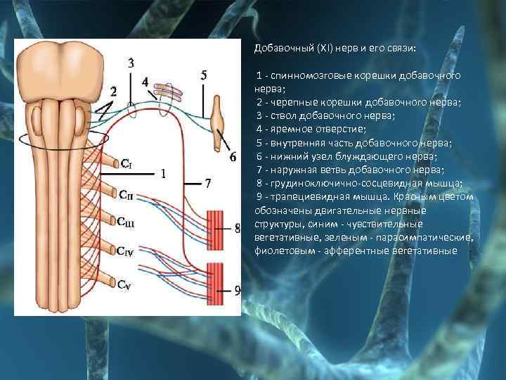 Добавочный (XI) нерв и его связи: 1 - спинномозговые корешки добавочного нерва; 2 -
