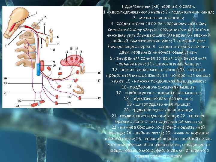 Подъязычный нерв рисунок