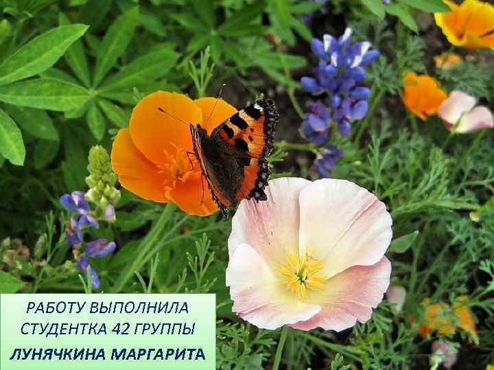 РАБОТУ ВЫПОЛНИЛА СТУДЕНТКА 42 ГРУППЫ ЛУНЯЧКИНА МАРГАРИТА 
