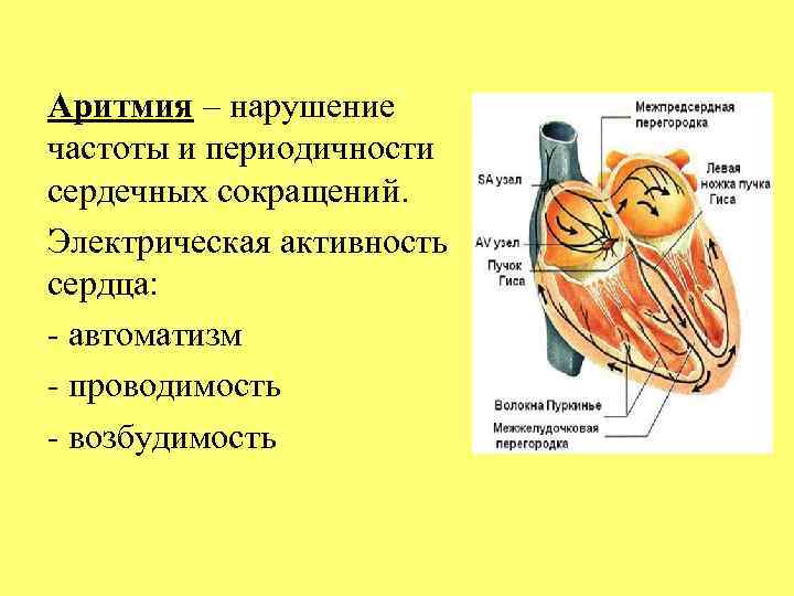 Аритмия – нарушение частоты и периодичности сердечных сокращений. Электрическая активность сердца: автоматизм проводимость возбудимость