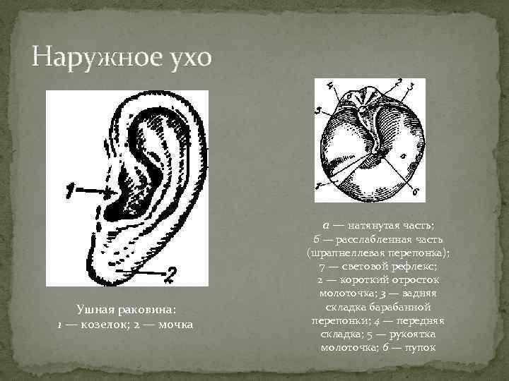 Наружное ухо а — натянутая часть; Ушная раковина: 1 — козелок; 2 — мочка