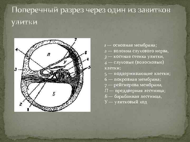 Поперечный разрез через один из завитков улитки 1 — основная мембрана; 2 — волокна