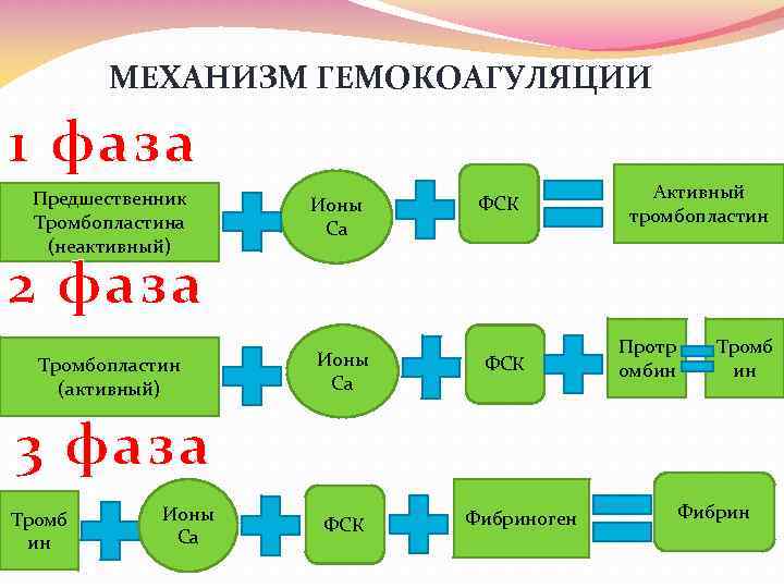 МЕХАНИЗМ ГЕМОКОАГУЛЯЦИИ 1 фаза Предшественник Тромбопластина (неактивный) Ионы Ca ФСК Активный тромбопластин 2 фаза