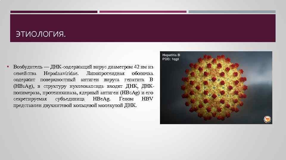 ЭТИОЛОГИЯ. § Возбудитель — ДНК-содержащий вирус диаметром 42 нм из семейства Hepadnaviridae. Липопротеидная оболочка