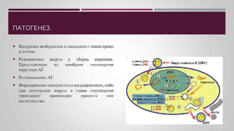 ПАТОГЕНЕЗ. Внедрение возбудителя и попадание с током крови в печень. Размножение вируса и сборка
