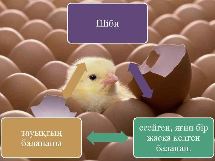 Шіби тауықтың балапаны есейген, яғни бір жасқа келген балапан. 