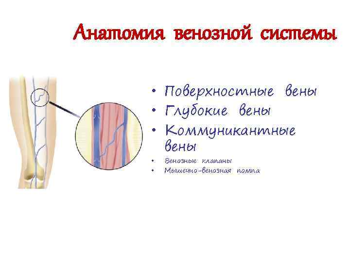 Анатомия венозной системы • Поверхностные вены • Глубокие вены • Коммуникантные вены • •