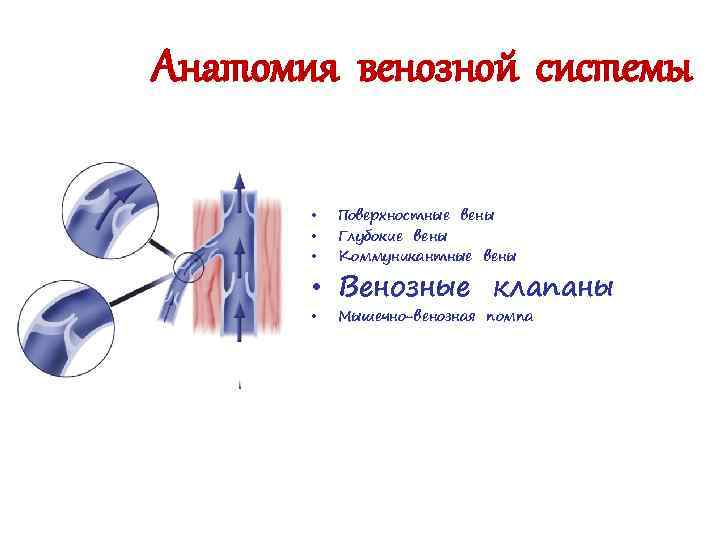 Анатомия венозной системы • • • Поверхностные вены Глубокие вены Коммуникантные вены • Мышечно-венозная