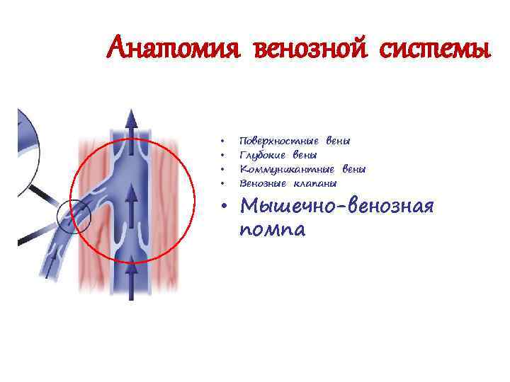 Анатомия венозной системы • • Поверхностные вены Глубокие вены Коммуникантные вены Венозные клапаны •