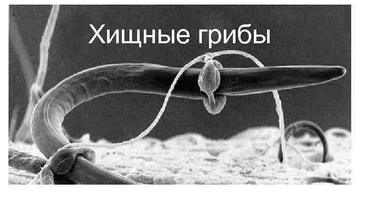 Хищные грибы 